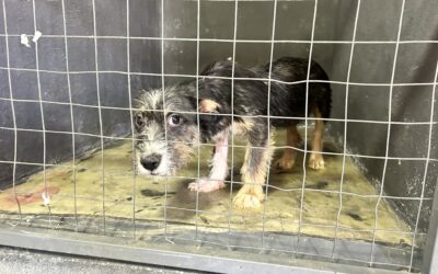  “Mi Mascota” impulsa la adopción responsable en Ramos Arizpe
