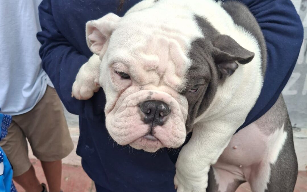 Fortalece Ramos Arizpe acciones permanentes de bienestar animal