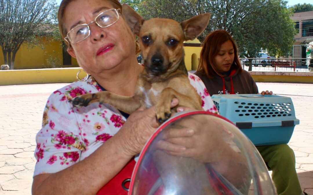 Invitan a jornada de esterilización gratuita para perros y gatos en Ramos Arizpe