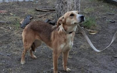 Mascotas reciben con éxito atención médica gratuita en Ramos Arizpe
