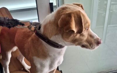 Promueven en Ramos, una mejor atención para mejorar el bienestar de perros y gatos