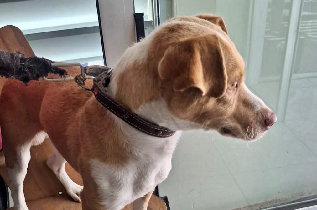 Promueven en Ramos, una mejor atención para mejorar el bienestar de perros y gatos